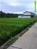 西桥村 村水稻