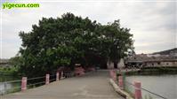 汤塘村 上闸村口、大榕树。