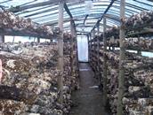 前洋村 成千上万的香菇