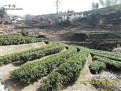 禾坪村 我们醇朴勤劳的村民用自已的双手开发出一片片绿郁葱葱的茶园!