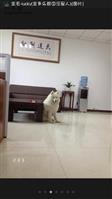 东吕村 这是我家的狗