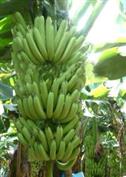 六祥村 主要农作物香蕉