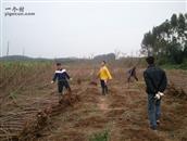 西大村 正在为了丰收木薯而勤奋工作的大学生们