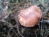 里仁村 山里的蘑菇