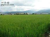 埔坪村 這是台灣宜蘭市茭白里林氏宗親農田與住家