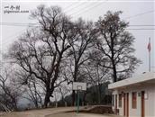 新兰村 村委会以及老树