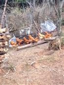 新兰村 村落中休息中的公鸡！纯天然。