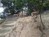 马涧村 散养山羊