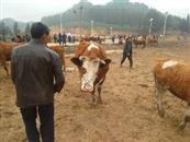 贵州省,毕节市,织金县,阿弓镇,狗场村