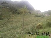 贵州省,毕节市,织金县,阿弓镇,狗场村