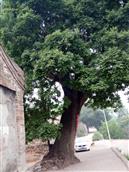 王城村 村里的老槐树，