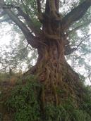 新滩村 这是位于新滩村奔槽的一颗几百年的大树