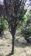 西朴里村 紫叶李是绿化工程必选苗木之一