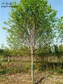 西朴里村 10-20的法桐是绿化工程必选苗木之一