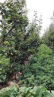 王西河村 20亩梨园，早熟黄晶梨，晚熟黄梨，可以找周金河大爷买梨。