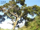 花柱村  花柱村  香樟树
 可惜在2015枯死.此树已经有几百年树龄了.