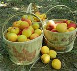 西车村 白鹿塬上温差大、土质好、光照足，使栽植樱桃的最佳地区之一。园区引进优良品种，以实验为基础，不断地进行大面积推广，充分考虑旅游的需要，目前在园区有采摘十二个主要鲜果品种，其中樱桃、葡萄、红杏、永莲蜜桃为百果园主要品种。