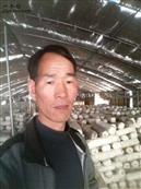 四知村 我厂大量出售香菇，要的，联系我13571319856