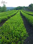 真金村 这里有青青茶园，欢迎来品尝真金茶叶！