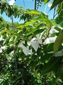 韩安村 套袋樱桃6月15日左右成熟，产地直供.15120591143