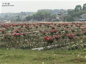 金广村 金广村美正农业科技的花千谷千亩月季花田，加上几百种百合花，赏花免门票。