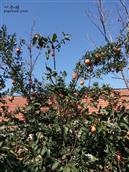 黄家岔村 村民家中会栽种不同的果树，秋季的时候可以来一饱口福。