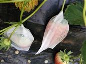 山东省,烟台市,龙口市,兰高镇,后霍家村