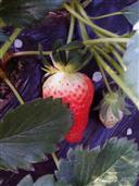 山东省,烟台市,龙口市,兰高镇,后霍家村