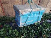 山东省,烟台市,龙口市,兰高镇,后霍家村