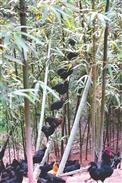 马汶村 野性十足的五黑鸡，适合采用林间放养。
