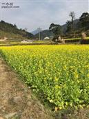 贵州省,黔东南州,黎平县,肇兴乡,新平村