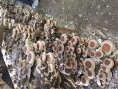 温堆村 木料香菇