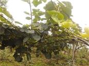 石围村 这是石围村家庭农场种植的猕猴桃