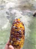 三岙村 爸爸种的玉米，听说这个叫水果玉米