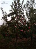 兴洞村 国中国园苹果