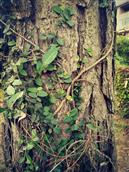 里迳村 里迳村庙下的松树，爬满了绿藤