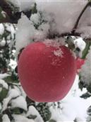 谭店村 雪里的苹果