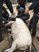 宜州村 农村土猪🐷，自己用粮食样的，不用饲料。