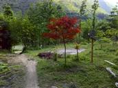 五里坝村 这是我家的红枫漂亮吧！