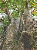 黄沙村 距东瓜輋水口拱挢一百米处有一株大概有五百年树龄的檀树。 摄影/陈锡安