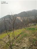 陕西省,汉中市,宁强县,青木川镇,蒿地坝村