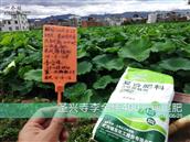 闫家坡村 东风复活性腐植酸复合肥的确是好肥！