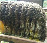 木堂村 还有纯天然野生土蜂蜜。