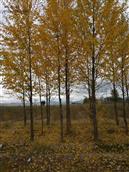 克什加村 我村秋天风景真美丽。