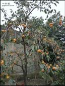 王统村 自家院裡的柿子樹