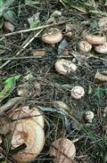 金华村 请问你们村有这种野山菇？