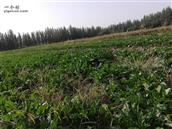 色日克托克拉克村 色日克托克拉克村，今年种植的220亩甜菜，喜迎丰收，亩产多的可达7-8吨，农民心情大好。