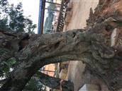 乌衣村 老皂角树