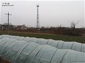 李家上章村 上章村北移动信号塔。