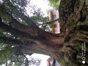 罗文村 这棵樟树的年龄，有谁知道？